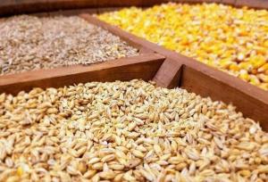 حمل نهاده‌های دامی به واحدهای تولیدی به دستور رئیس‌جمهور آغاز شد