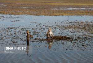 حفاظت از تالاب‌ها عزم ملی و مشارکت مردمی می‌طلبد
