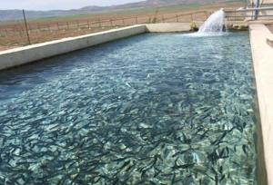 ۸۵ میلیون دلار ارزآوری شیلات چهارمحال‌ و بختیاری در ۹ ماهه نخست سال