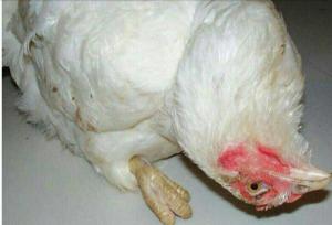 نیوکاسل ۳۰ هزار قطعه مرغ را در خراسان شمالی تلف کرد