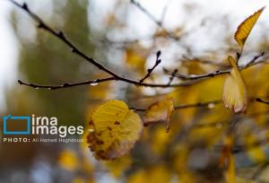 زمان آغاز موج جدید بارش‌ها مشخص شد