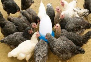 صلواتی: ۴۶۵ هزار و ۲۶۲ قطعه طیور بومی در کردستان واکسینه شدند