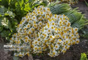 عزیزان: ایلام رتبه اول کشت گل نرگس در کشور را دارد