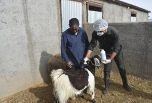 واکسیناسیون بروسلوز دام‌ها در ۱۳۴ روستای منطقه بلوچستان