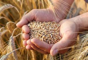 افزایش تولید گندم در لرستان به ۵۳۰ هزار تن طی دولت سیزدهم