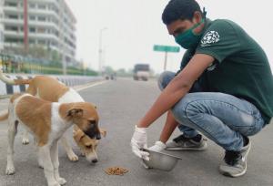 غذارسانی به سگ‌های ولگردآرامش شهروندان را برهم زده است