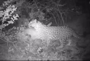 مشاهده پلنگ ایرانی در ارتفاعات جاده شهمیرزاد – چاشم