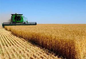 خرید تضمینی گندم از فردا آغاز می‌شود
