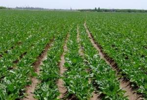 کشت ۹۰۵ هزار هکتاری محصولات پاییزه در خوزستان/ بارندگی‌ها بسیار موثر بود