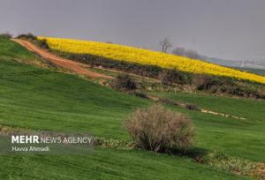 ۱۴۹۰ هکتار کلزاکاری در میاندورود انجام شد