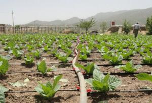 ایلام؛ از سنت تا فناوری و بازنگری در الگوی کشت