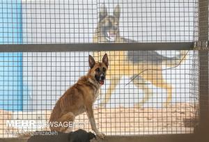 سرمستی:مرکز ساماندهی حیوانات بلاصاحب با هدف کنترل جمعیت سگ‌ها فعال است