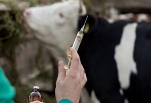 واکسیناسیون ۱۰۰ هزار رأس دام سنگین کرمانشاه علیه «لمپی‌اسکین»