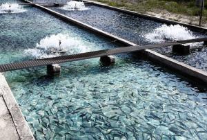 مدیر جهادکشاورزی کلات: یکی از قطب‌های ماهیان خاویاری می‌شویم