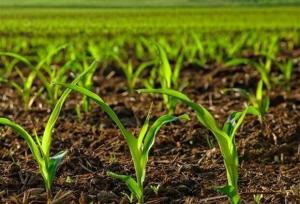 اصلاح الگوی کشت پس از نیم‌قرن روی میز تصمیم‌گیری