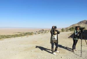 پرندگان شکاری در روستای قلعه بالای بیارجمند پایش می‌شوند