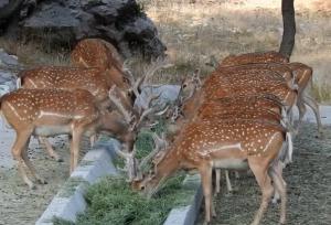 تصاویری زیبا از مرال در پارک ملی پابند