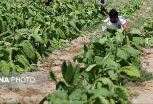 برداشت حدود ۴۵۰ تن تنباکو در پارسیان