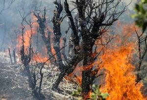 بیش از ۱۰ هکتار از اراضی جنگلی دیزمار طعمه حریق شد