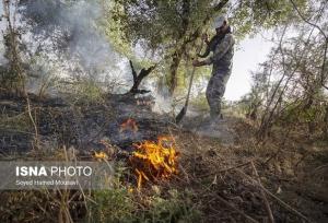 آتش‌سوزی سطحی در ۲۰ هکتار از جنگل های گیلان در سال جاری
