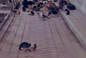 تصویر باورنکردنی از وضعیت پارک هنرمندان تهران