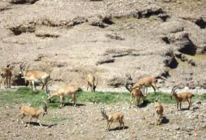 کشاورز خیر برای حیات‌وحش موته علوفه اهدا کرد