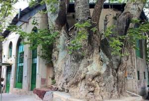 چنارهای منطقه ۲ تهران جانی دوباره می‌گیرند