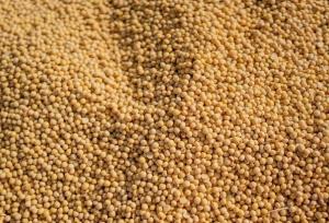 تسویه ۱۰۰ درصد بهای سویا در کمتر از ۱۰ روز