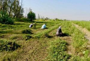 کشت حنا در بیش از ۳۷۰۰ هکتار اراضی کشاورزی دلگان