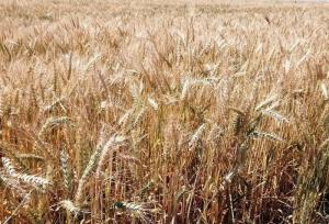 رئیس‌جمهور دستور بررسی اصلاح قیمت خرید تضمینی گندم را داد