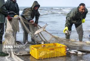 مدیرکل شیلات استان: امسال تاکنون ۱۰۰۰ تن ماهی از دریای مازندران صید شده است