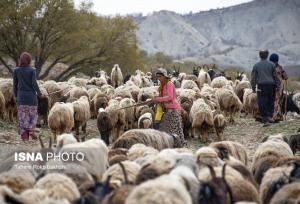 توزیع ۱۴هزار تن نهاده دامی بین عشایر خوزستان از ابتدای امسال