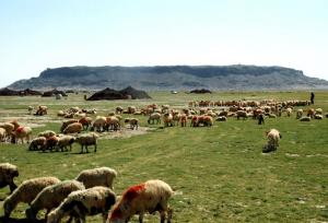 انتصاب سرپرستان جدید در سازمان امور عشایر ایران با تأکید بر جوان‌گرایی