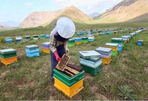 تولید بیش از ۶۸۴ هزار کیلوگرم عسل طبیعی در استان قزوین