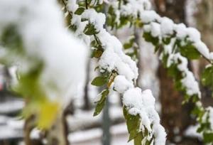 بارش برف در ارتفاعات و روستاهای اطراف کاشان