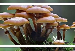 قارچ‌های سمی: زیبایی خطرناک طبیعت در پاییز و زمستان