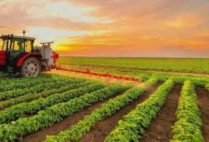 رئیس جهاد کشاورزی کردستان: طرح‌های کشاورزی نقش مهمی در امنیت غذایی و توسعه پایدار دارند