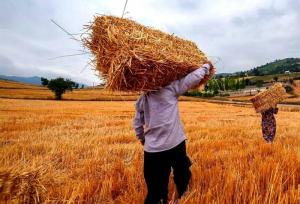گندم تولیدی کشاورزان به هر میزان از سوی دولت خریداری می‌شود
