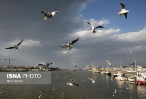 آغاز سرشماری پرندگان در کرمانشاه از ۱۵ دی