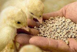 خوراک دام و طیور وارداتی بی کیفیت است