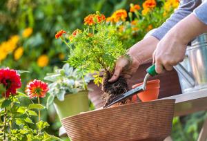 اکوتراپی؛ درمانی سبز برای آرامش روان و بدن