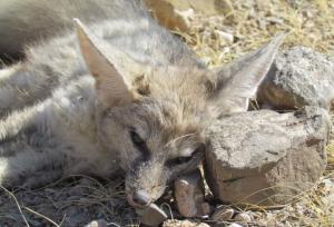 آذریار: روباه آسیب‌دیده در چالدران نجات یافت