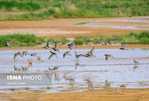 مدیرکل حفاظت محیط زیست استان قم: اقدامات اولیه برای ارتقاء سطح حفاظتی تالاب مره انجام شده است