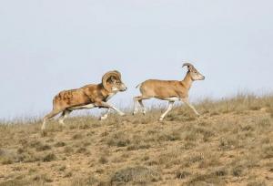 ۲ قرق اختصاصی در خراسان شمالی به تصویب شورای‌عالی محیط زیست رسید