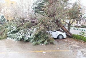 سقوط درخت ۲۰ متری بر روی خودرو در بلوار باهنر مشهد