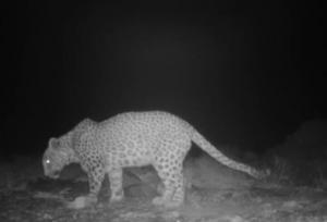 ثبت حضور پلنگ نر ایرانی در پناهگاه حیات‌وحش «کم‌کی» بهاباد