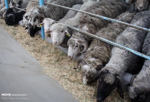 مهدیشهر قطب اصلاح و به‌نژاد ژنتیک دام کشور می‌شود