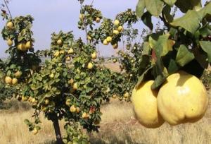 تولید ۲۰ هزار تن «به» در فارس