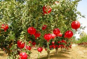 اصلاح باغات انار ساوه نیازمند احداث باغ مادری/مراکز تحقیقات انار، محدود و گرفتار مشکلات