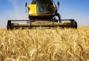 پیش‌بینی تولید ۱۰۲ هزار تن گندم در شهرستان همدان